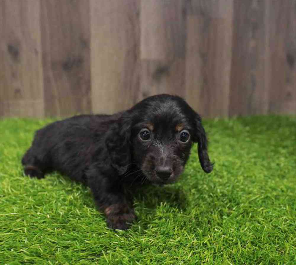 Image of a pet breed in the gallery