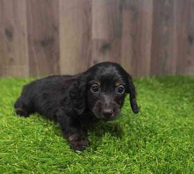 Dachshund