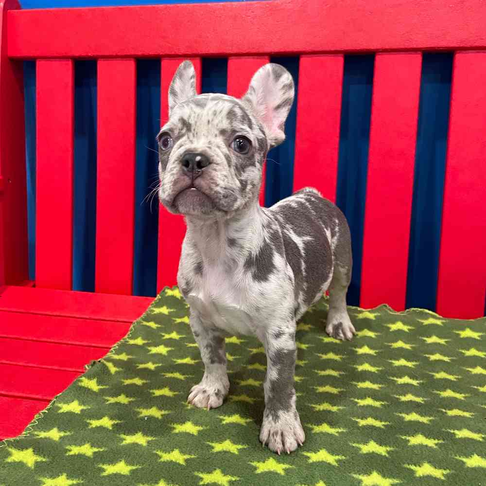 Image of a pet breed in the gallery