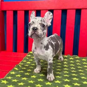 French Bulldog