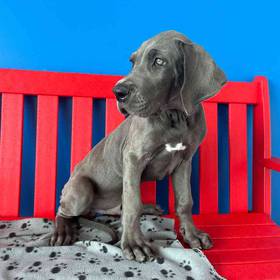 Great Dane