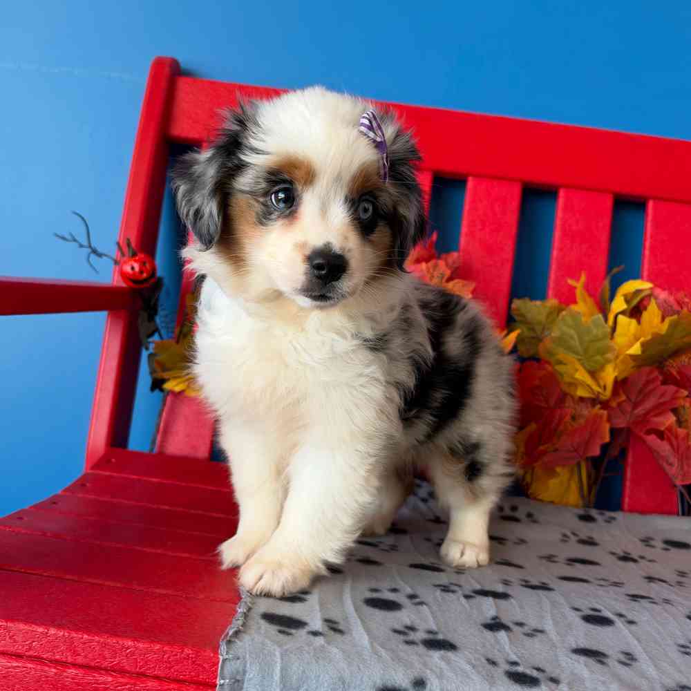 carousel pet images