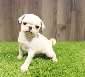 Pug