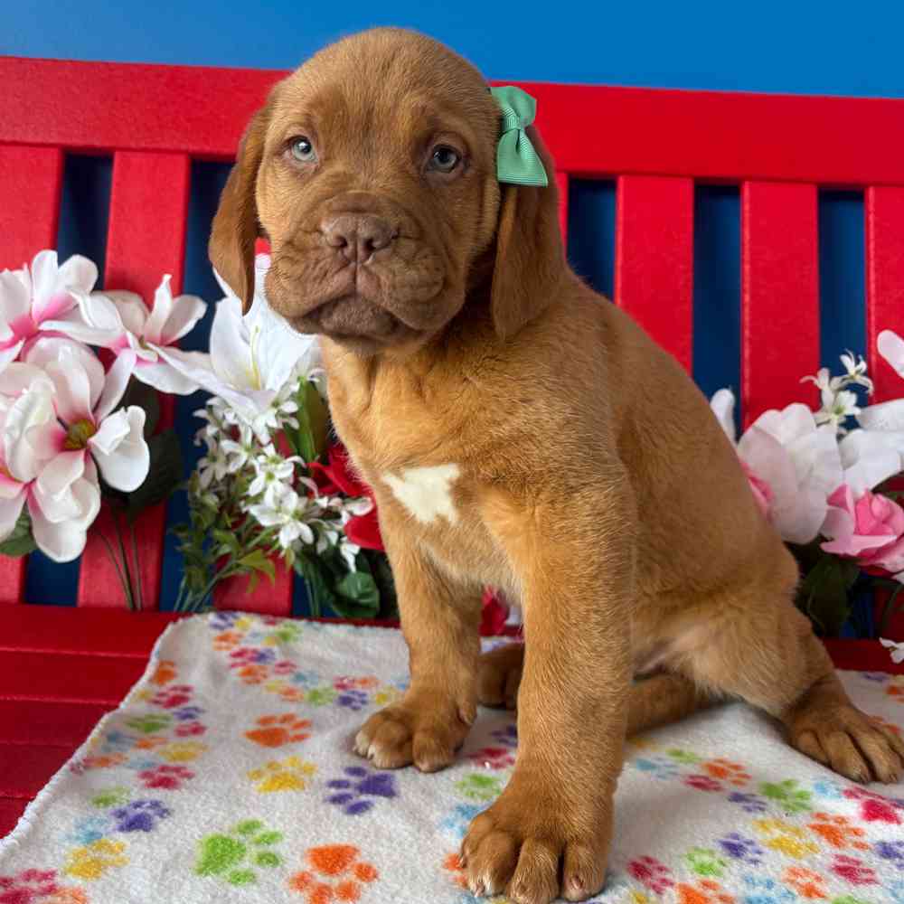 Image of a pet breed in the gallery