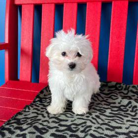 Maltese