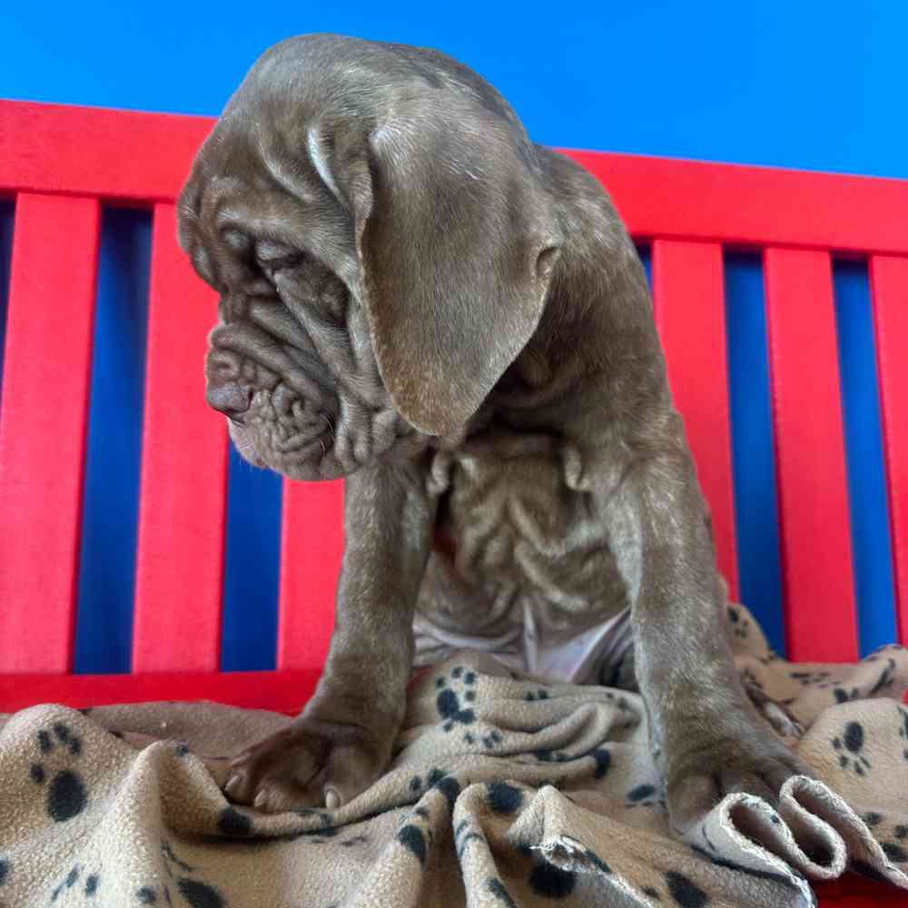 carousel pet images