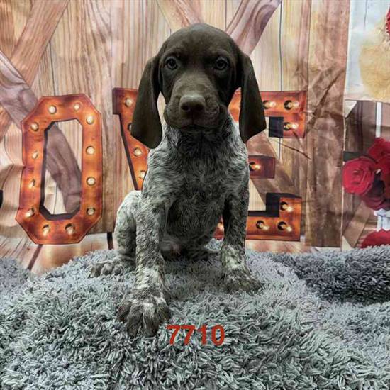 German Shorthaired Pointer