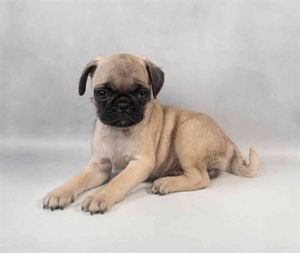 Image of a pet breed in the gallery