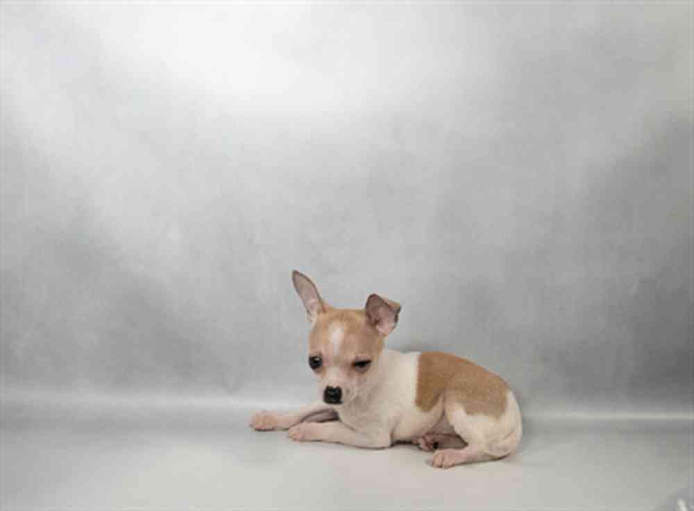 Image of a pet breed in the gallery
