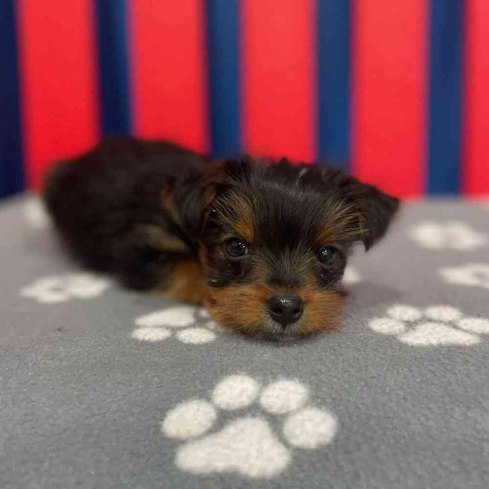 Petey Male Yorkie Puppy for sale in Manchester