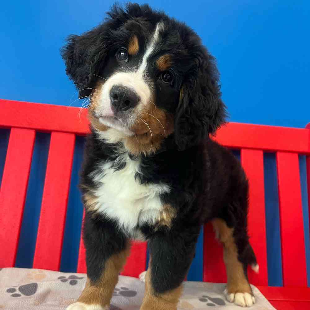 Image of a pet breed in the gallery