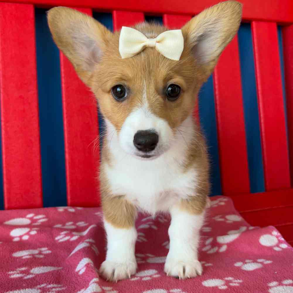 Image of a pet breed in the gallery