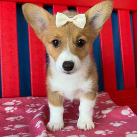 Pembroke Welsh Corgi