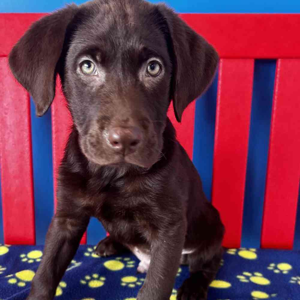 Pringle Male Labrador Retriever Puppy for sale in Manchester