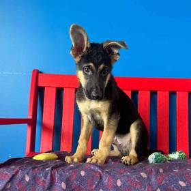 German Shepherd