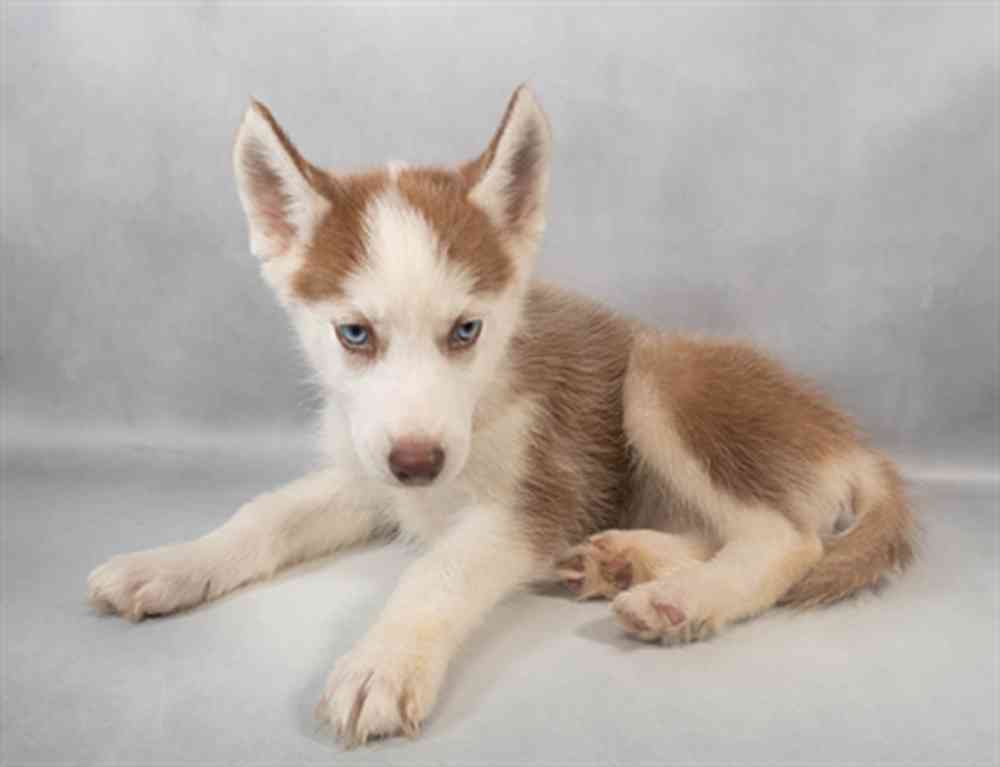 Image of a pet breed in the gallery