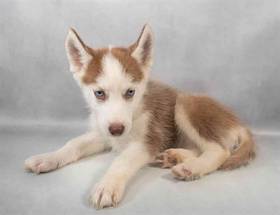 Siberian Husky
