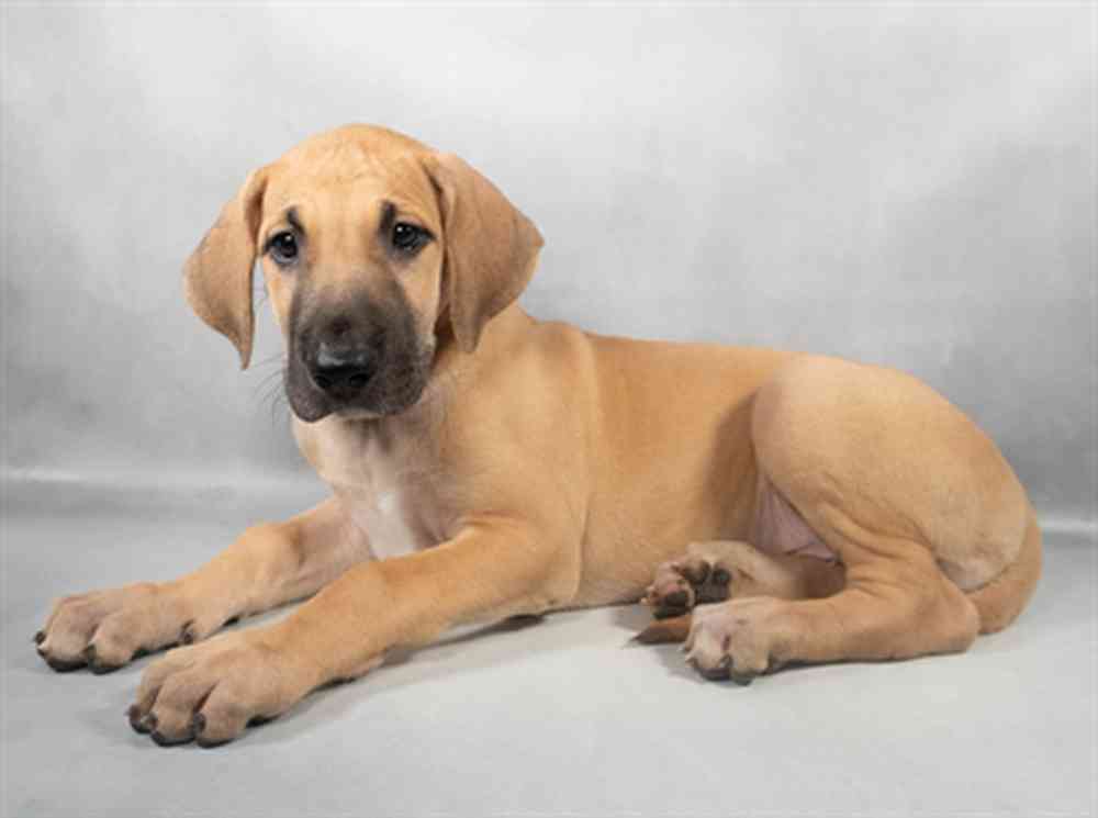Image of a pet breed in the gallery