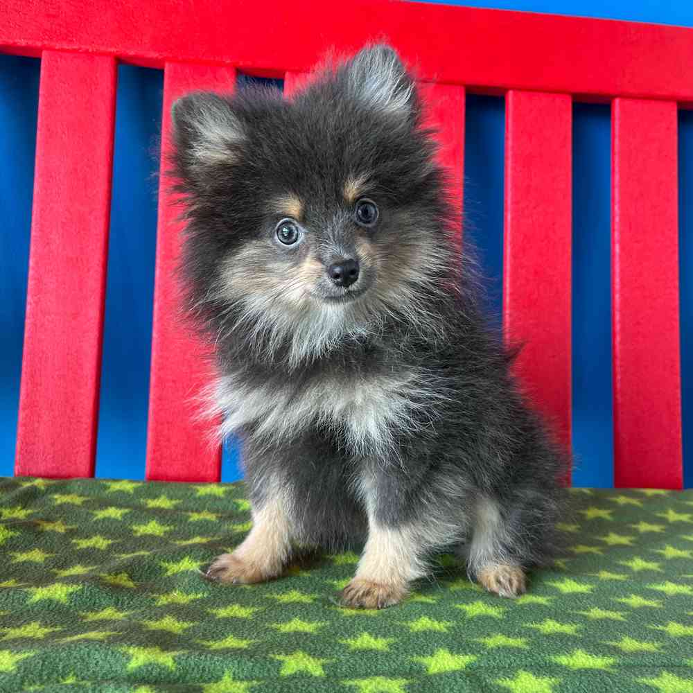 Image of a pet breed in the gallery