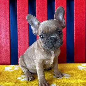 French Bulldog