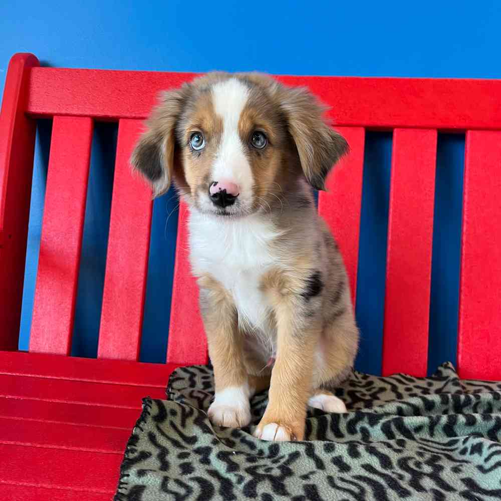 Image of a pet breed in the gallery