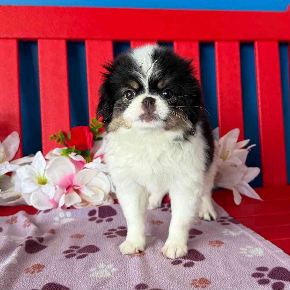 carousel pet images
