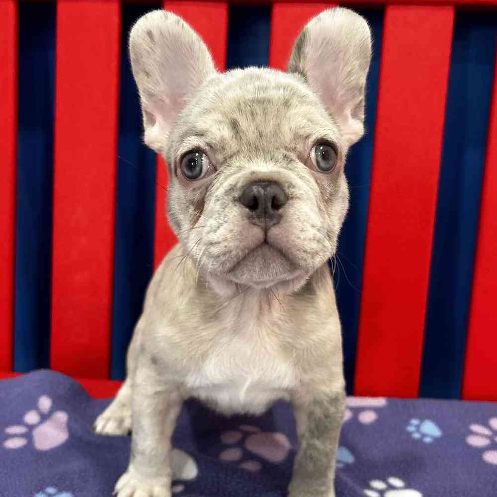 Tinman Male French Bulldog Puppy for sale in Manchester