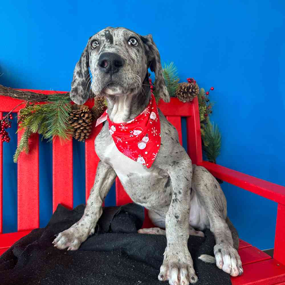 Image of a pet breed in the gallery