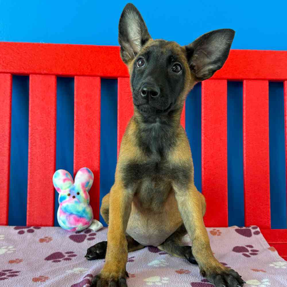 Image of a pet breed in the gallery
