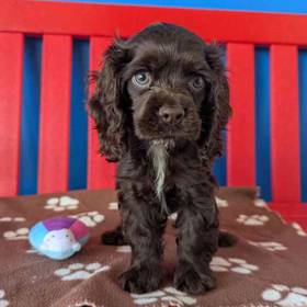 Cocker Spaniel