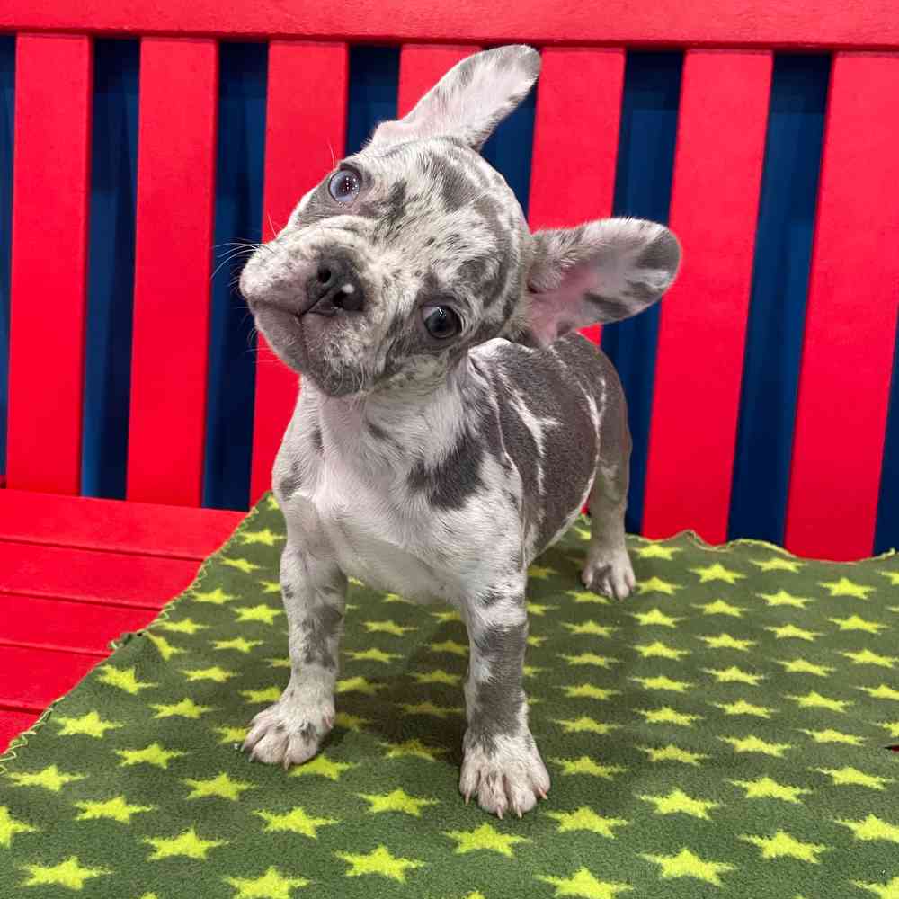 carousel pet images