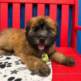 Soft Coated Wheaten Terrier