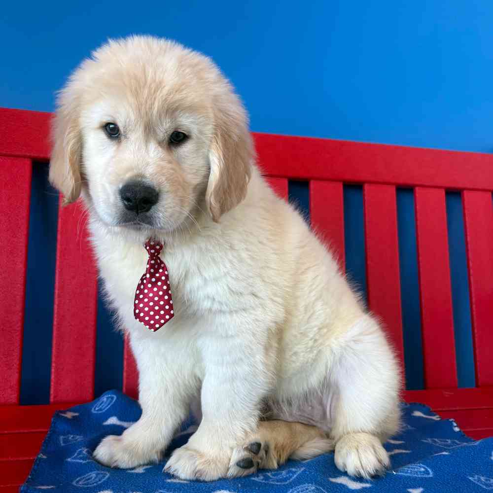 Image of a pet breed in the gallery