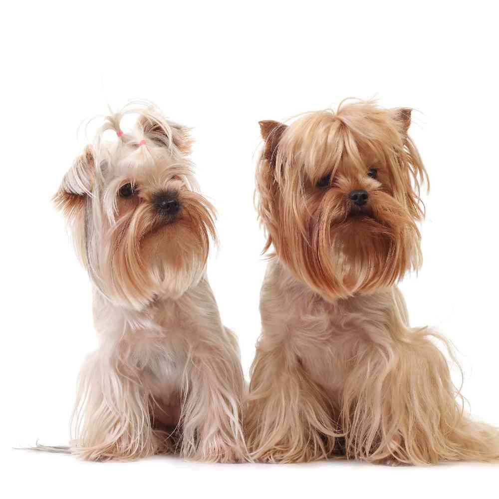 Akc yorkshire terrier puppies shop for sale