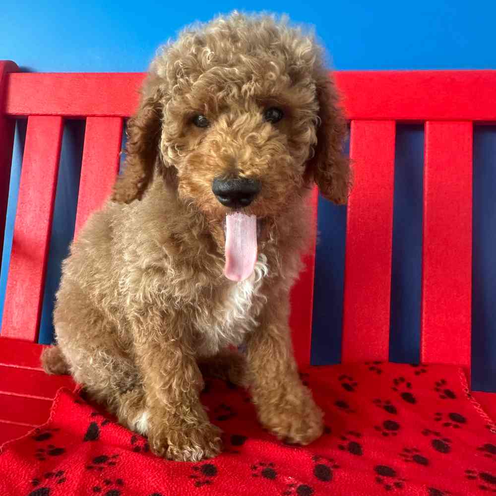 carousel pet images