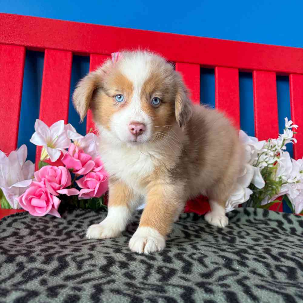 Image of a pet breed in the gallery