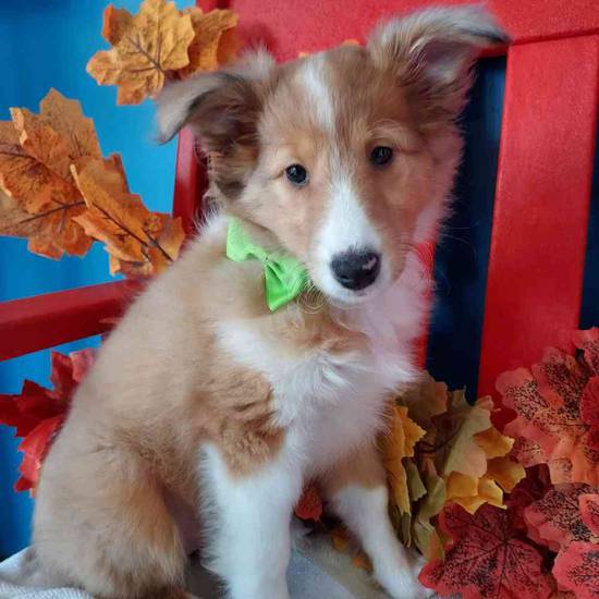 Butters