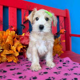 Mini Schnauzer