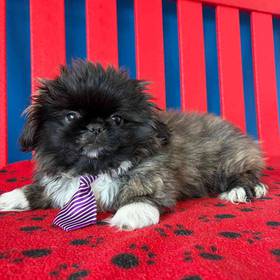 Pekingese