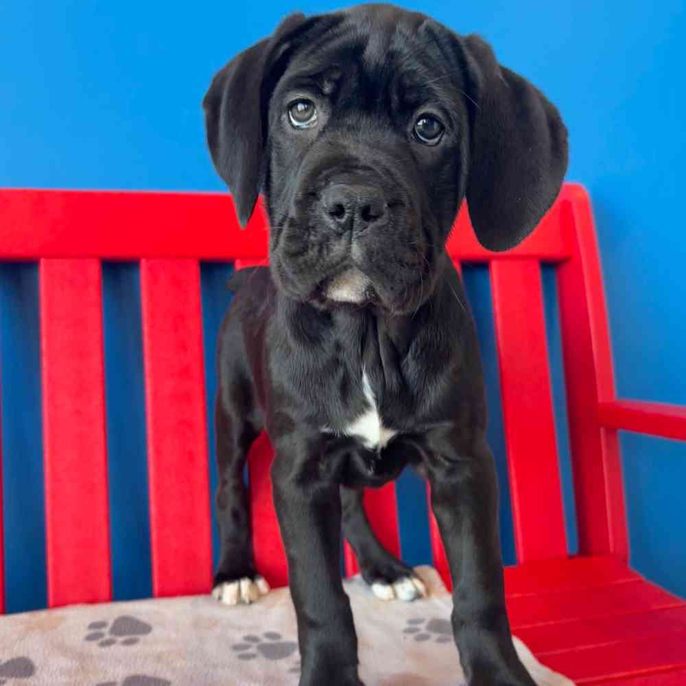 Image of a pet breed in the gallery