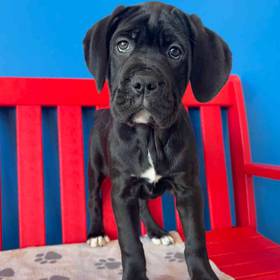 Cane Corso