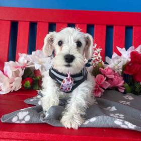 Mini Schnauzer