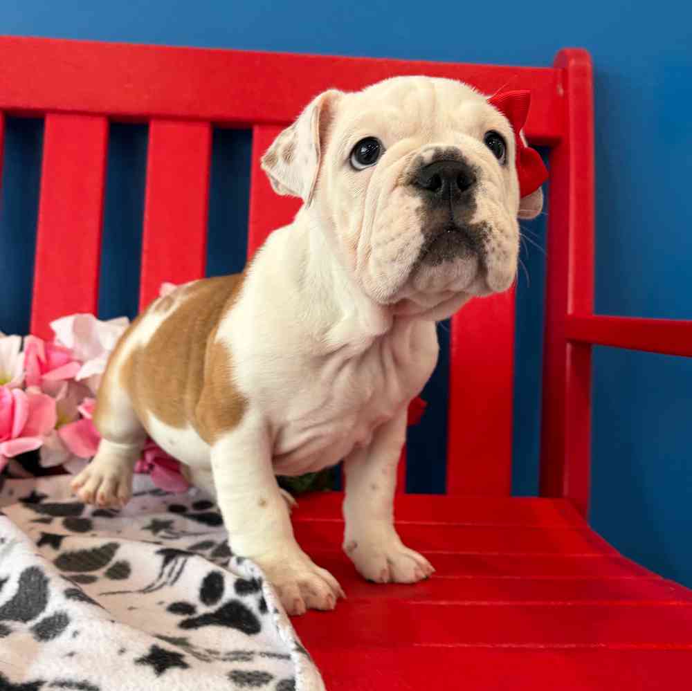 carousel pet images