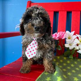 F1BB Mini Goldendoodle