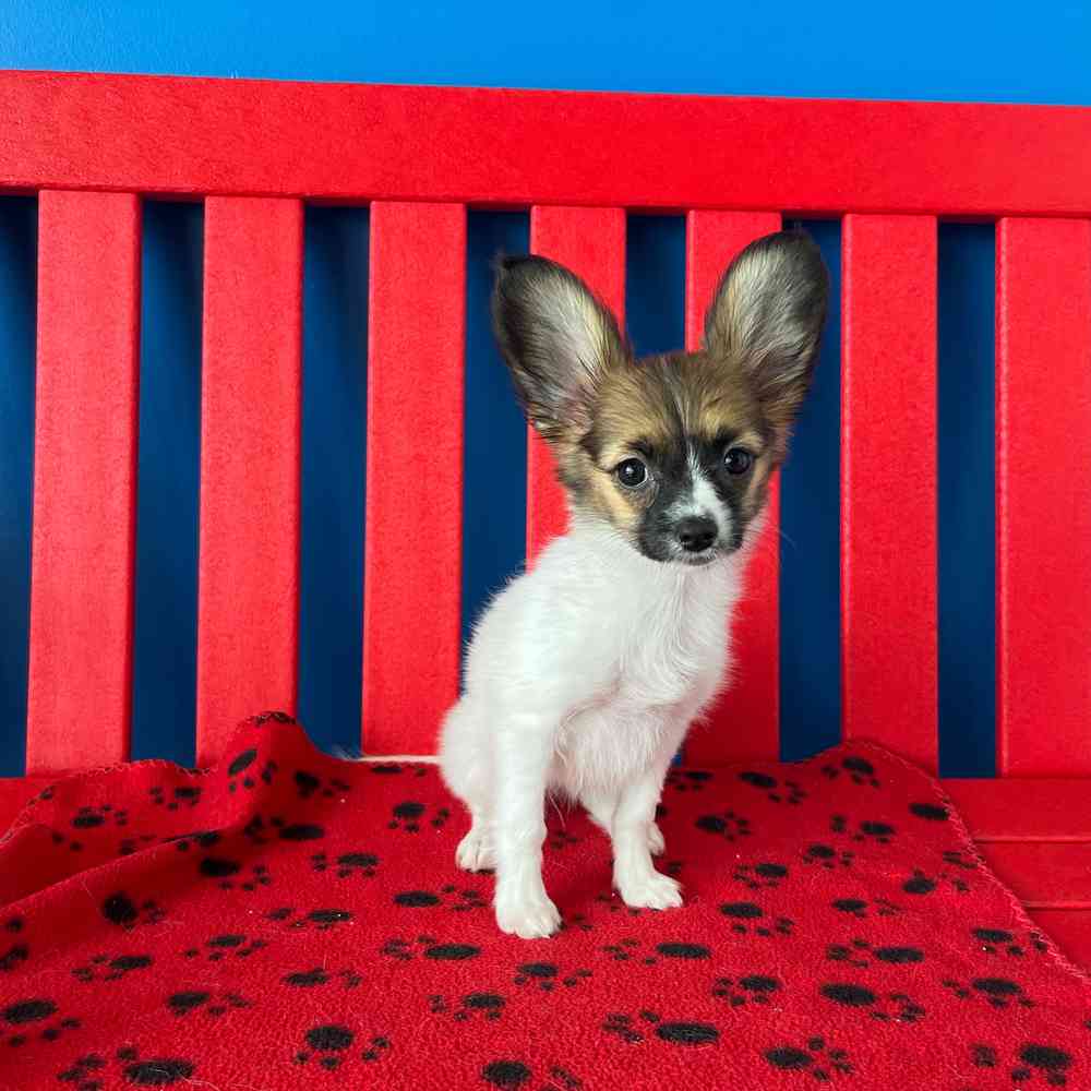 carousel pet images