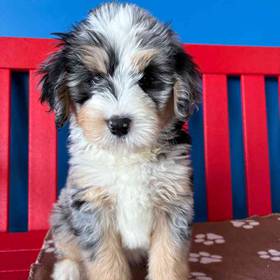 Mini Bernedoodle