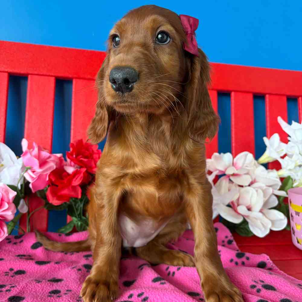 Image of a pet breed in the gallery