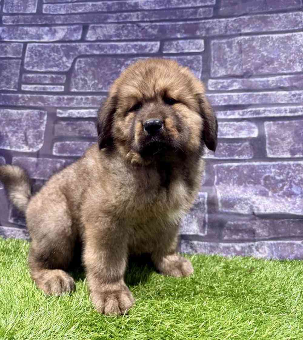 Image of a pet breed in the gallery