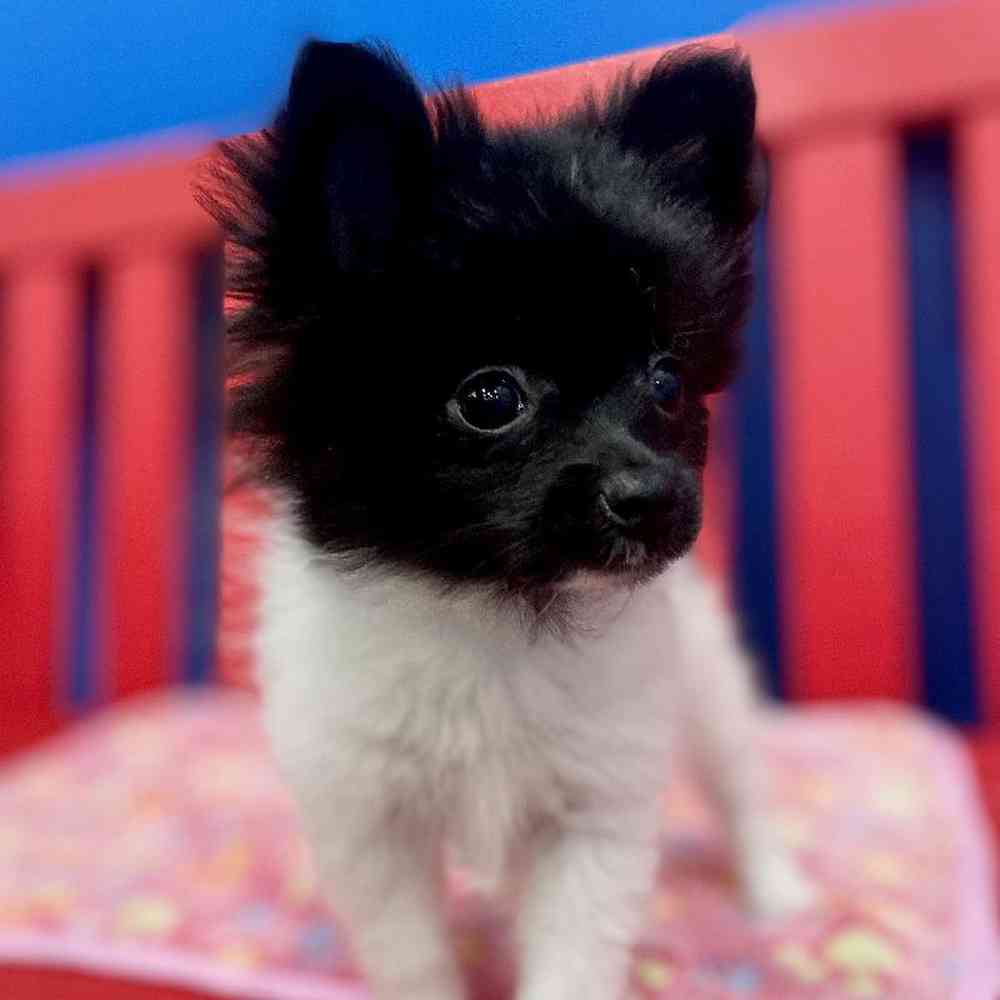 Stymie Male Pomeranian Puppy for sale in Manchester