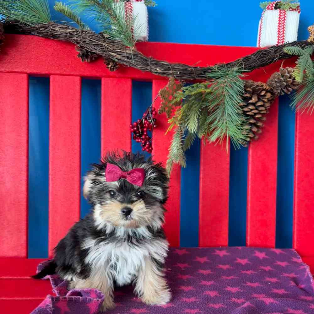 Image of a pet breed in the gallery